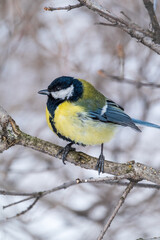 Cute bird Great tit, songbird sitting on a branch without leaves in the autumn or winter.