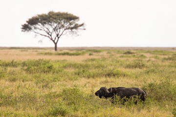 Buffalo in the grass during safari in Serengeti National Park in Tanzani. Wilde nature of Africa. Beautiful single tree in background. - obrazy, fototapety, plakaty