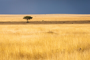 Beautiful single tree in landscape during safari in Serengeti National Park of Tanzania. Wilde nature of Africa. - obrazy, fototapety, plakaty