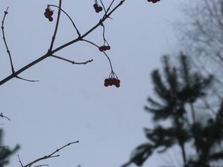 Rowan berries against the background of snow-covered trees