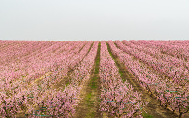 Spring flowering of peaches in the fruit fields in the village of Aitona, Lleida, Spain.