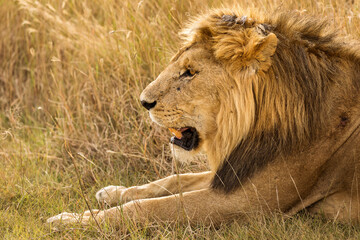 Closeup of a lion resting in the grass during safari in Serengeti National Park, Tanzania. Wild nature of Africa..