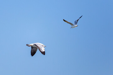 The Seagull flying in the sky