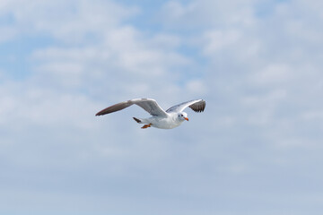 The Seagull flying in the sky over the sea