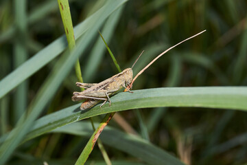 Locusts are sitting in the grass on the lawn. Locusts, acrides - several species of insects of the family of true locusts (Acrididae).