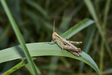 Locusts are sitting in the grass on the lawn. Locusts, acrides - several species of insects of the family of true locusts (Acrididae).