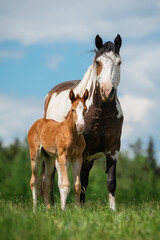 Paint horse mare with a foal in the field in summer - obrazy, fototapety, plakaty