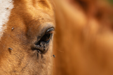 Horse with flies around the eye in summer - 480784173