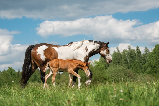 Paint horse mare with a foal in the field in summer