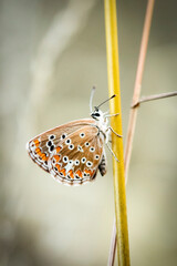 yellow butterfly close-up on outdoor vegetation