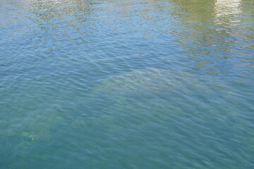beautiful tree, clear water, house along homossasa river in winter.	