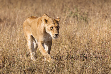 Closeup of a lioness coming straight to camera in the grass during safari in Serengeti National Park, Tanzania. Wild nature of Africa..
