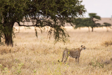 Cheetah in the grass during safari at Serengeti National Park in Tanzania. Wild nature of Africa..
