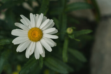 Fototapeta premium Daisy garden