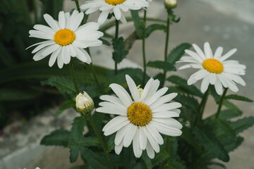 Obraz premium pretty daisies in a garden