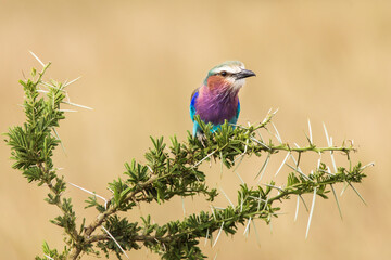 A colorful lilac-breasted roller sitting on tree during safari in Serengeti National Park, Tanzania. Wild nature of Africa.