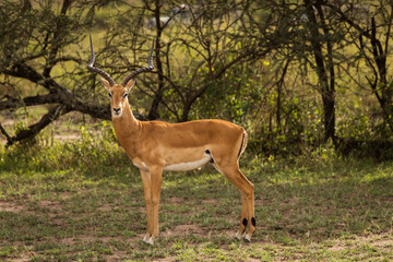Closeup of Impala image taken on Safari located in the Serengeti, National park, Tanzania. Wild nature of Africa.
