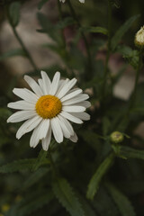 Daisy in vintage style