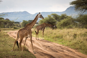 Portrait of a giraffe looking on the camera during safari in Tarangire National Park, Tanzania, with beautiful acacia tree in background. Wild nature of Africa.