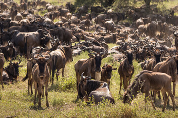 Group of wildebeasts during safari in National Park of Serengeti, Tanzania. Wild nature of Africa.