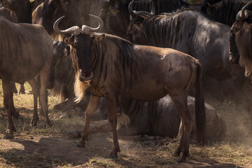Group of wildebeasts during safari in National Park of Serengeti, Tanzania. Wild nature of Africa.