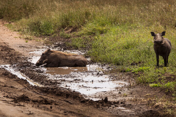 Warthog in mud during safari in Serengeti National Park, Tanzania. Wild nature of Africa.
