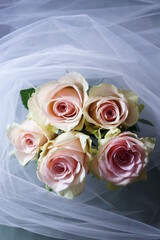 Beautiful background with pink rose	