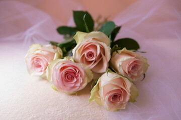 Beautiful background with pink rose	