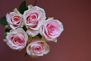Fototapeta na wymiar Beautiful background with pink rose 