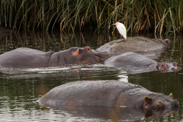 Group of Hippopotamus with shite bird on theme during safari in Ngorongoro National Park, Tanzania. Wild nature of Africa