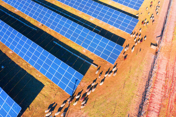 flock of sheep solar panels