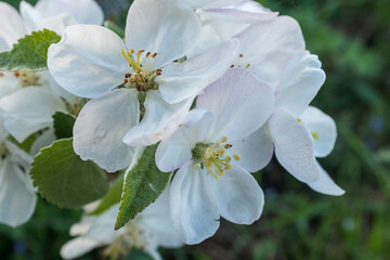 A branch of a blossoming apple tree. Blossom apple-tree flowers close-up. White apple flowers for publication, design, poster, calendar, post, screensaver, wallpaper, postcard, banner, cover, website