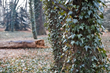 Fototapeta premium Ivy growing on trees