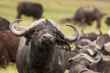 Naklejka premium Buffalo in the grass during safari in Serengeti National Park in Tanzani. Wilde nature of Africa.