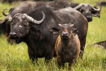 Buffalo in the grass during safari in Serengeti National Park in Tanzani. Wilde nature of Africa.