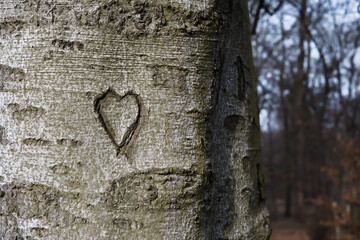 heart on a tree bark