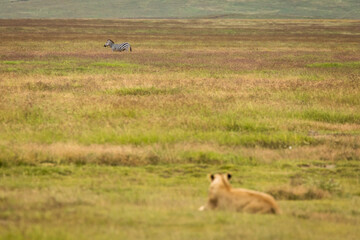 Lioness resting in the grass during safari in Ngorongoro National Park, Tanzania. Wild nature of Africa..