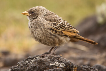 Rufous- Tailed Weaver in Ngorongoro national park Tanzania. Wild nature of Africa.