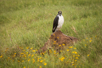 Young hawk resting during safari in Ngorongoro National Park, Tanzania. Green grass and yellow flowers around it. Wild nature of Africa.
