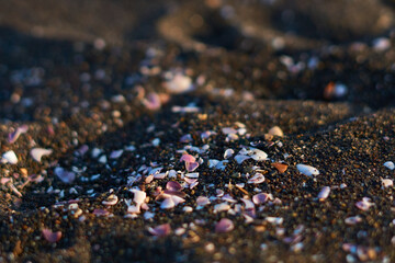 Fragmentos de conchas en arena color negra