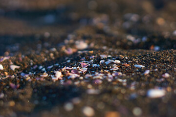 Fragmentos de conchas en arena color negra