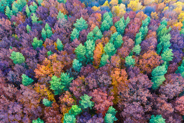 Fototapeta na wymiar Autumn forest in the Carpathians, copter.