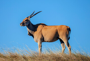 African Eland antelope is the largest screw-horned antelope.