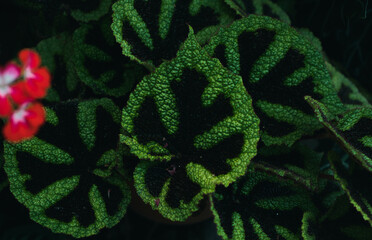 Exotic flowers for backgrounds  