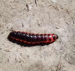 caterpillar crawls on the ground