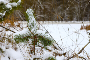 Snow-covered pine branch, Christmas tree on a background of blurred pine forest in the distance, on a cloudy, frosty winter day.