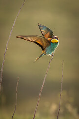 Beautiful and colourful bee eater on the stick with doph background