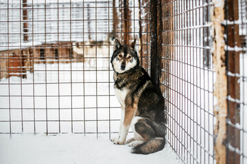 A sad dog sits in a cage outdoors in a snowy forest. Dog shelter. Nursery. 