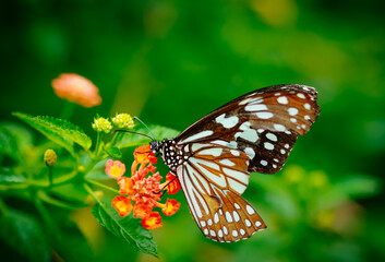 Fototapeta na wymiar Closeup butterfly on flower (Common tiger butterfly)