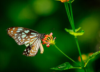 Obraz premium Closeup butterfly on flower (Common tiger butterfly)